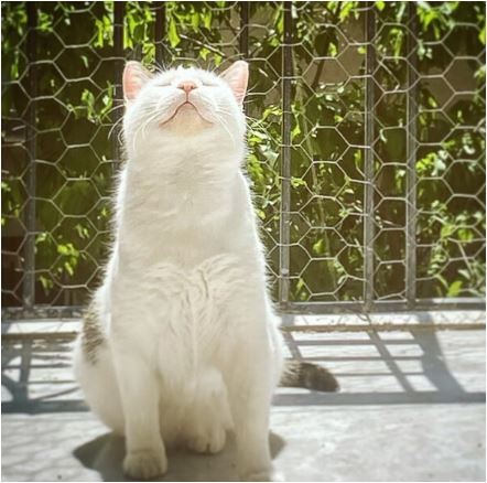 نگاهی به تِراس ساده با حیاط سرسبز هانیه توسلی بازیگر سریال وفا / گربه ملوس خانم بازیگر در حال آفتاب گرفتن+ عکس