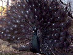 فیلم| طاووس مشکی بر روی پشت‌بامی در کاشان دیده شد
