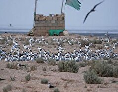 با «جزیره قبر ناخدا» بیشتر آشنا شوید/داستانی غم انگیز که در زیر این جزیره دفن شد