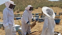 کیل‌گیری از کندو‌های زنبور عسل در شهرستان اردل +عکس
