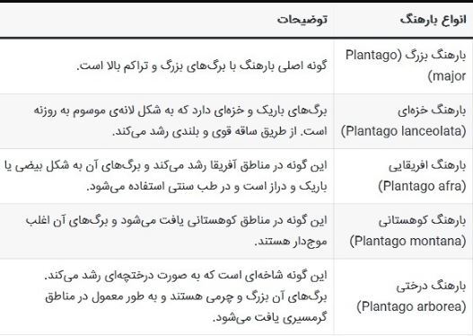 فواید معجزه آسای گیاه بارهنگ/یک پایه همیشگی برای داروسازی