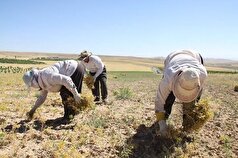 پایان برداشت بیش از ۴۳ هزار تن محصول نخود در کرمانشاه