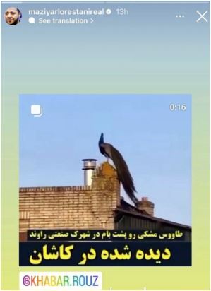 نگاهی به خبر خوش مازیار لرستانی با چاشنی همای سعادت و طاووس پَر مشکی/ آقای بازیگر بدجوری کِیفِش کوکه!