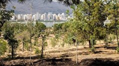 سالیانه ۵۰ هزار درخت به پارک چیتگر اضافه می‌شود