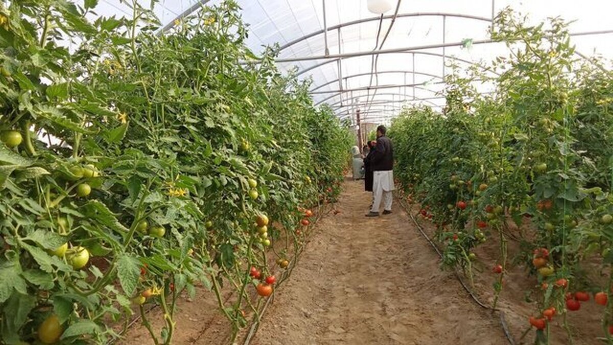 سرمایه‌گذاری ۱۱ هزار میلیارد ریالی بخش خصوصی در حوزه کشاورزی خاش