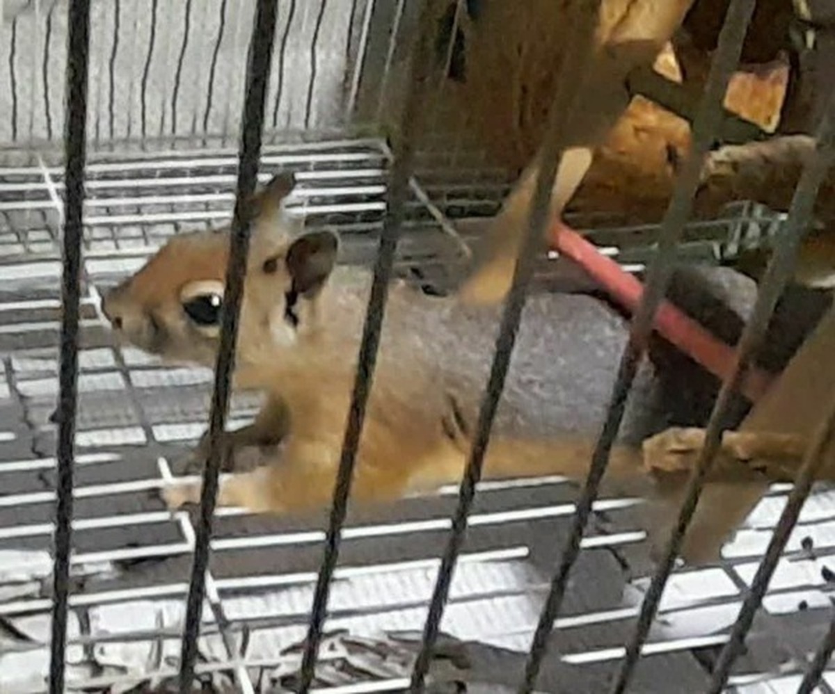 برخورد با خرید و فروش حیات وحش در فضای مجازی