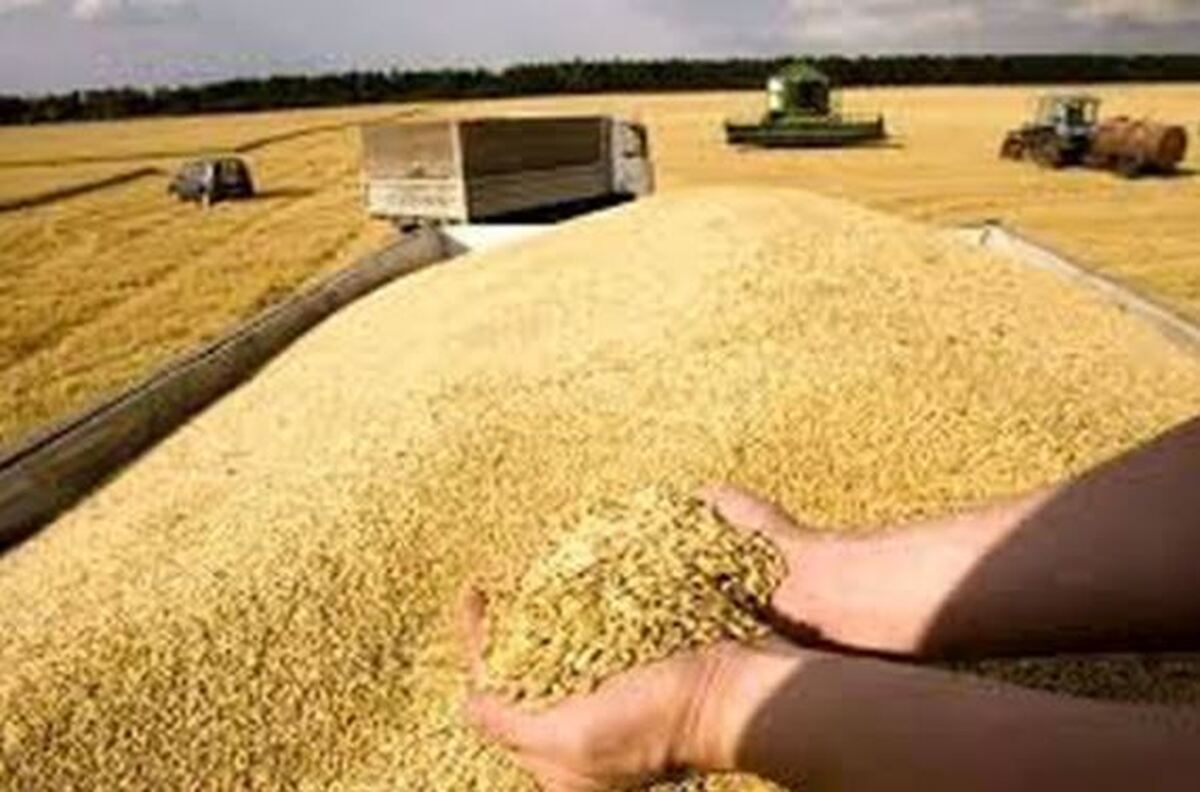 امسال نیازی به واردات گندم نداریم