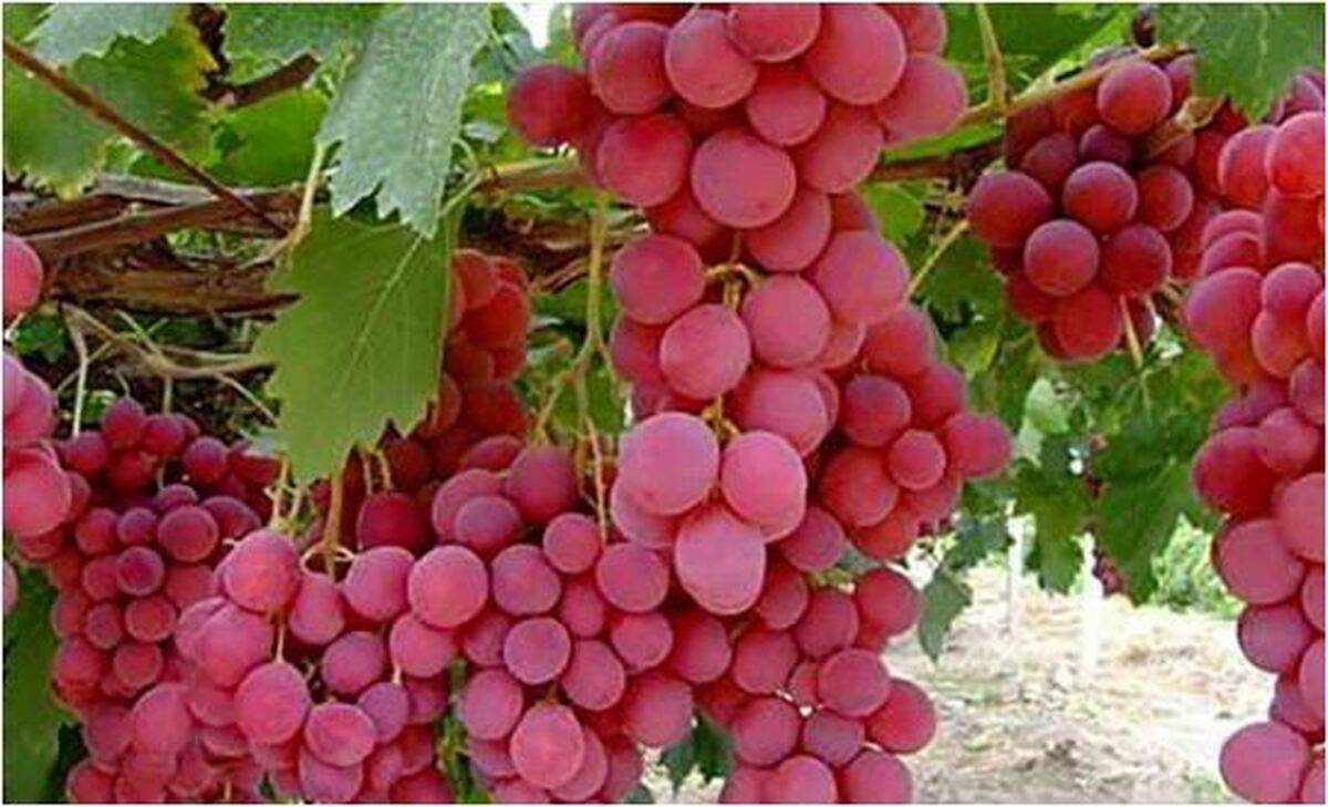 مصرف انگور باعث لاغری می‌شود؟