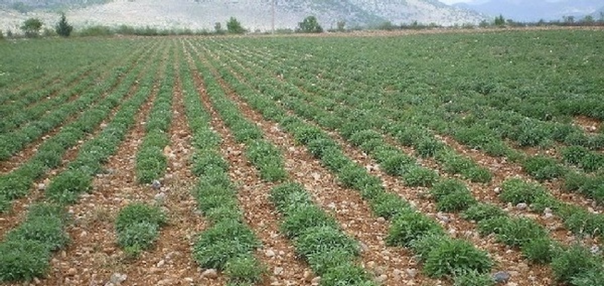 قطار مهارت‌آموزی در سیستان و بلوچستان به ایستگاه گیاهان دارویی رسید