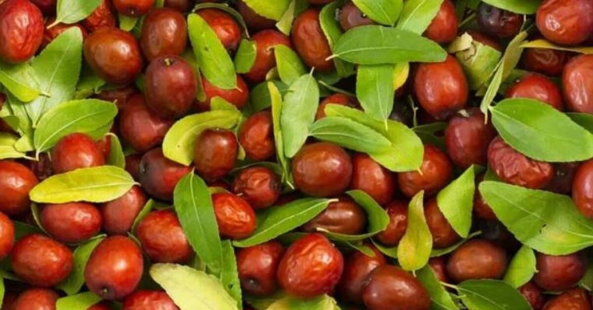 عناب؛ یک آرامش دهنده و خواب آور طبیعی