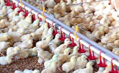 رشد ۳۱ درصدی جوجه‌ریزی در مرغداری‌های استان قزوین