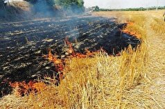 عامل آتش‌سوزی مزارع «سنقر» به مراجع قضایی معرفی شد