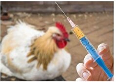 واکسن نوترکیب آنفلوانزا H ۵ برای اولین بار در کشور تولید شد