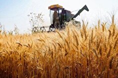 گلایه رئیس بنیاد گندم‌کاران خراسان شمالی از پرداخت نشدن مطالبات کشاورزان