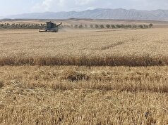 ۱۵۰ هزار هکتار اراضی دیم و آبی در خراسا‌ن شمالی زیر کشت گندم قرار گرفته است