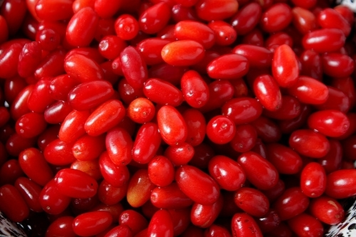 گیاه زغال اخته و فواید ویژه آن برای عفونت مجاری ادراری و سنگ کلیه