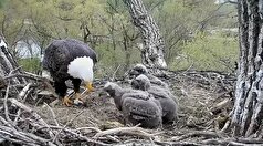 فیلم| فیلمی دیدنی از غذا دادن عقاب مادر به جوجه‌های خود
