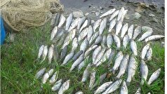 کشف ۱۹۰ قطعه ماهی کپور از متخلفین در رودخانه بازفت