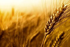 افزایش ۲۰ درصدی خرید گندم در کردستان