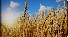 خرید بیش از ۱۲ هزار تن گندم توسط تعاون روستایی بروجرد