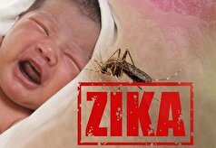 ویروس زیکا چه تاثیری بر جنین دارد؟