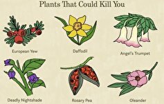 سمی‌ترین گیاهان زمین را بشناسید!