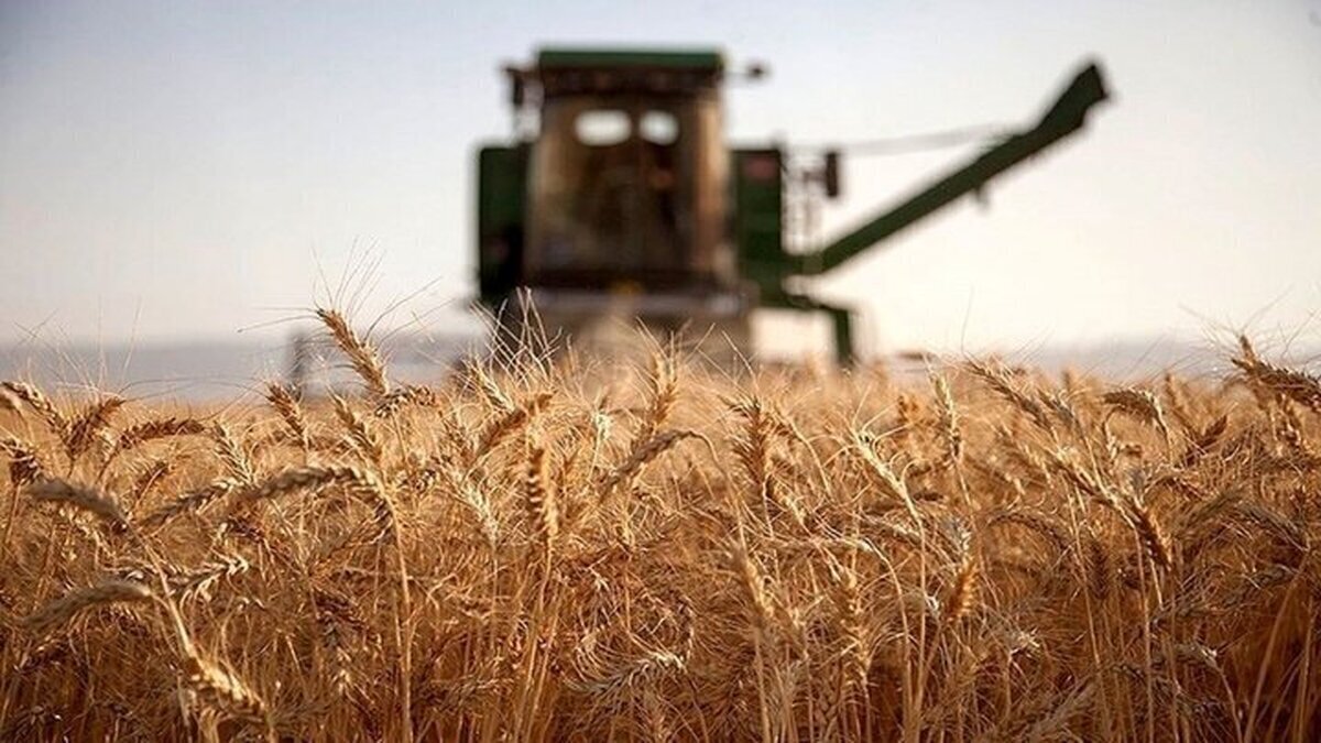 یازده میلیون و ۸۵۰ هزار تن گندم از کشاورزان خریداری شد
