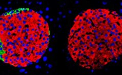 سلول‌های لوزالمعده برای تولید انسولین مستقلند!