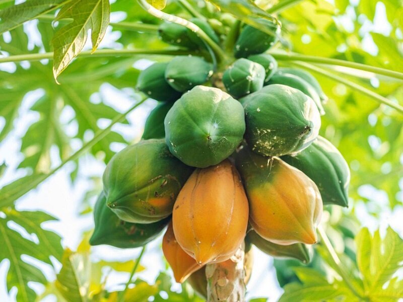 میوه پاپایا یک آنتی اکسیدان قوی با خواص ضد سرطانی