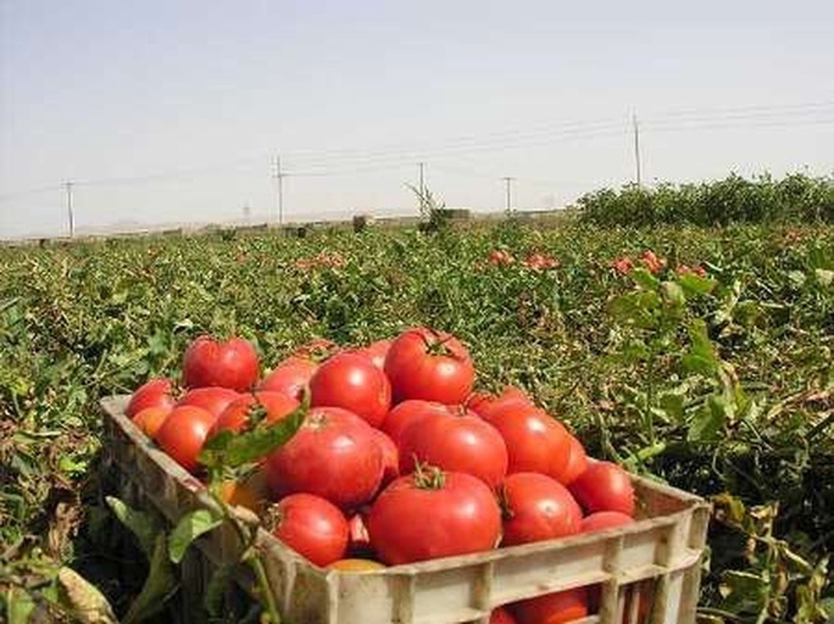 ۱۶ هکتار از محصولات سبزی و صیفی ایلام تحت پوشش محصول سالم قرار گرفت