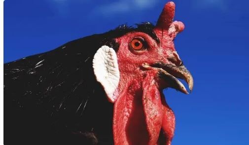 شیطانی‌ترین نژاد مرغ و خروس با دو شاخ روی سرشان