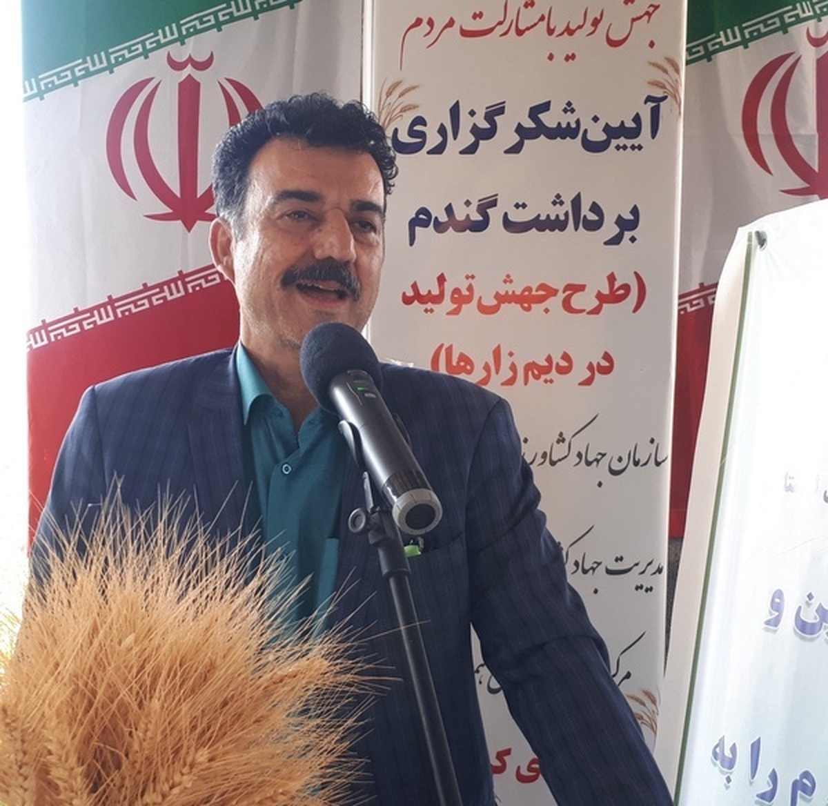 تولید هشت میلیون تن گندم دیم در کشور