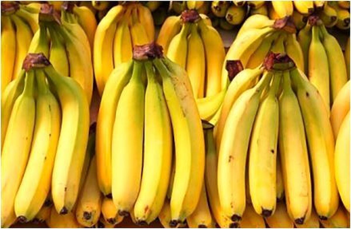 تداخلات مصرف موز با خوراکی های مختلف بشناسید