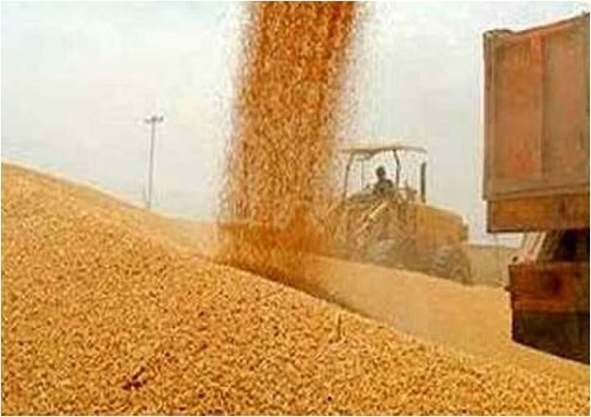 تاکید کمیسیون کشاورزی بر تامین اعتبار خرید گندم سال آینده