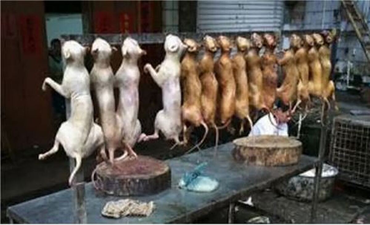 مشمئز کننده‌ترین غذا‌های دنیا با چاشنی حشرات