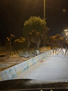 شتر‌های سرگردان معضلی دیرینه در شهرستان سیریک