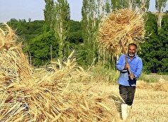 گندمکار سرگردان بین پاس‌کاری دولت و مجلس