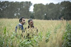 رونمایی از «بی سر و صدا» با پیمان معادی در جشنواره سائوپائولو