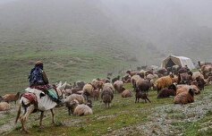 کاهش چشمگیر دام کلات مجدد جبران شد