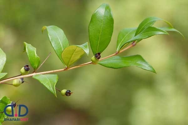 نگاهی به خواص معجزه آسای گیاه