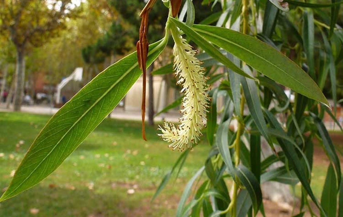 عرق بیدمشک معجزه‌ای برای درد‌های پریودی