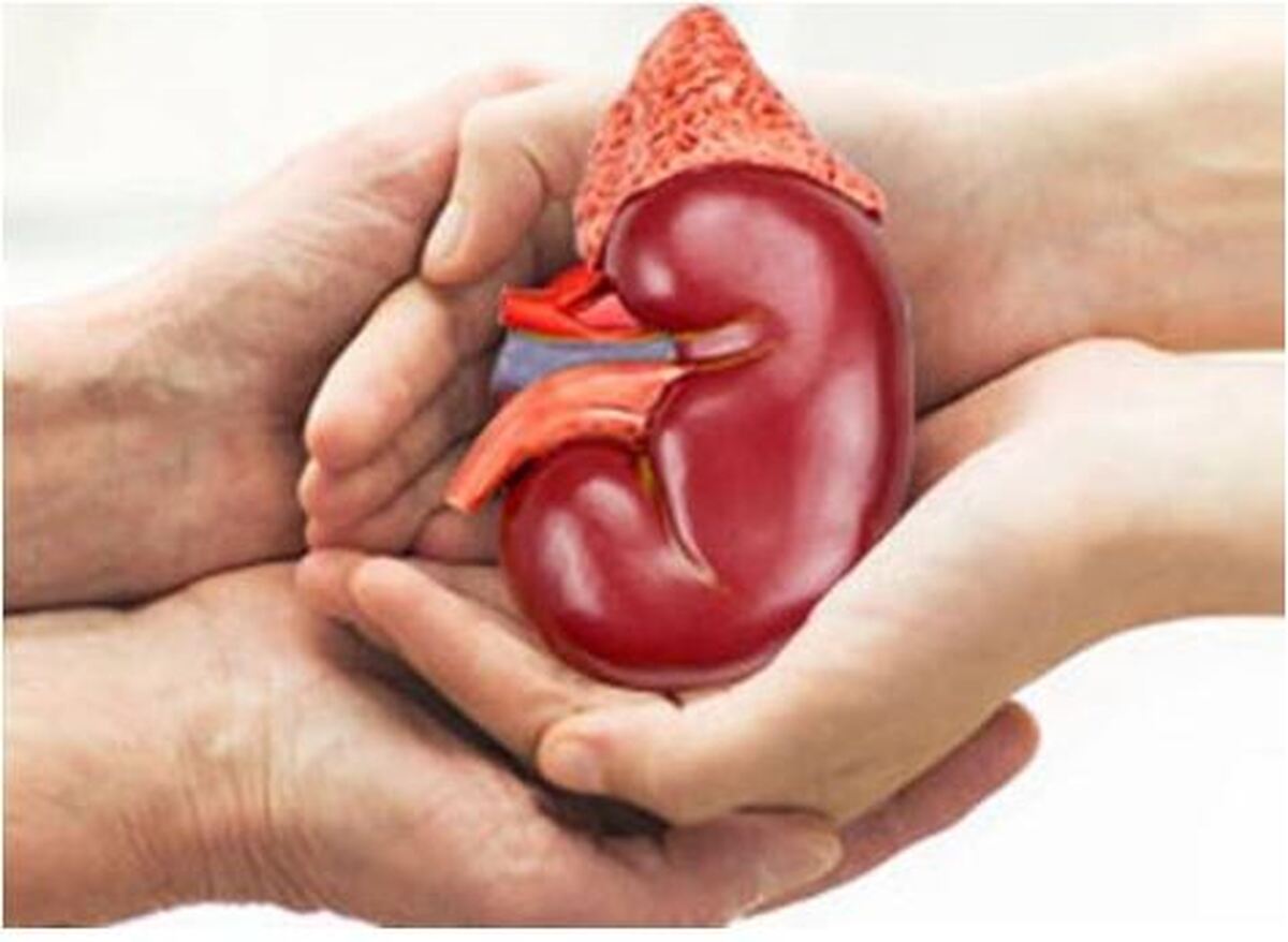 هنگام دفع پروتئین توسط کلیه‌ها چه اقداماتی باید انجام دهیم؟