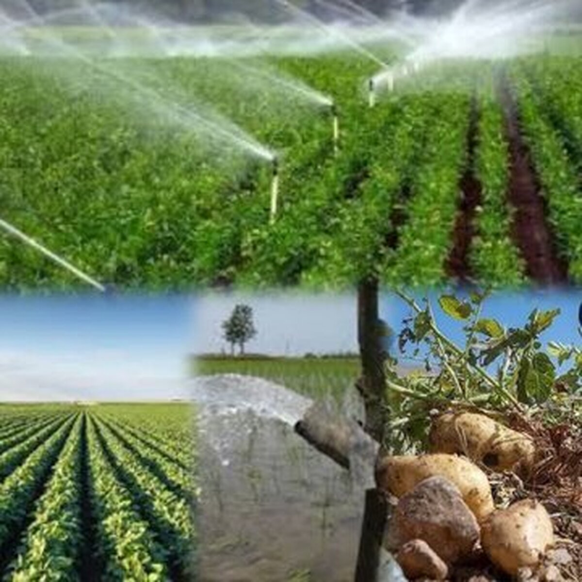 بررسی اولویت های سازمان جهاد کشاورزی
