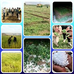 خسارت ناگهانی و سهمگین تگرگ به مزارع روستای «زرانگوش» بدره