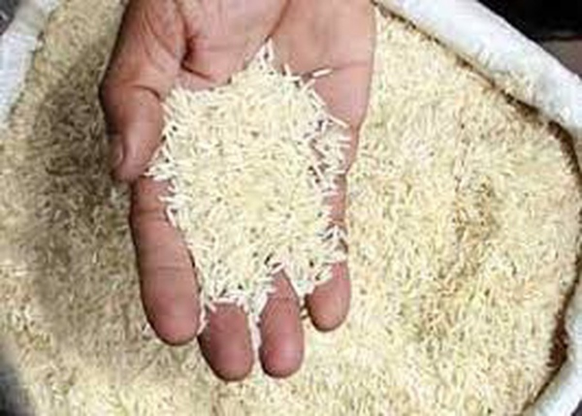 کلاهبرداری با خرید برنج از شالیکوبی