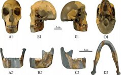 کشف فسیل از شجره‌ای جدید از انسان ها!
