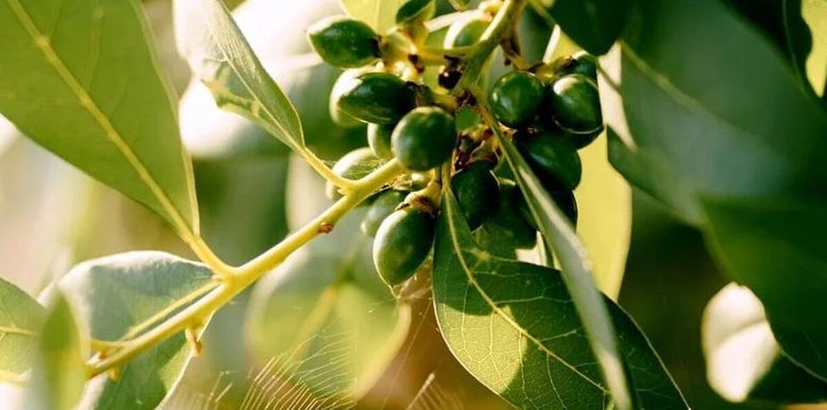 آشنایی با ۱۶ خاصیت و ترکیبات شیمیایی برگ بو