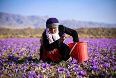 پیش‌بینی تولید حدود ۶۰۰ کیلوگرم زعفران خشک در بام‌و‌صفی‌آباد