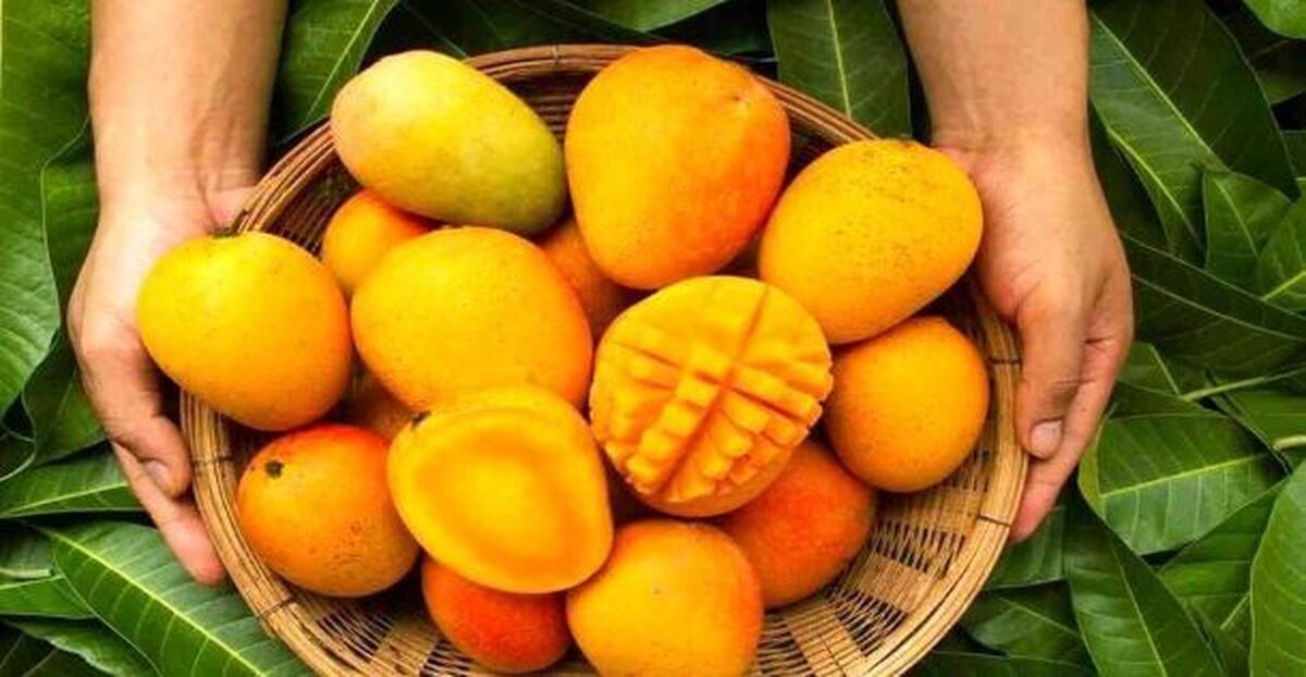 آیا از جوش و آکنه‌های صورتتان خسته شده اید چاره این مشکل انبه است