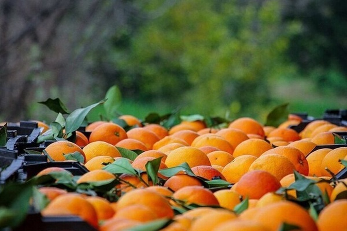 باغداران مازندران نگران یخ‌زدگی محصول مرکبات نباشند